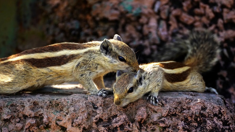 Indian Palm Squirrels, Nahargarh Biological Park, Jaipur, Rajasthan, India